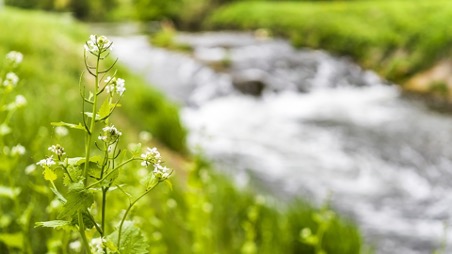 Will the water softener water damage the grass?