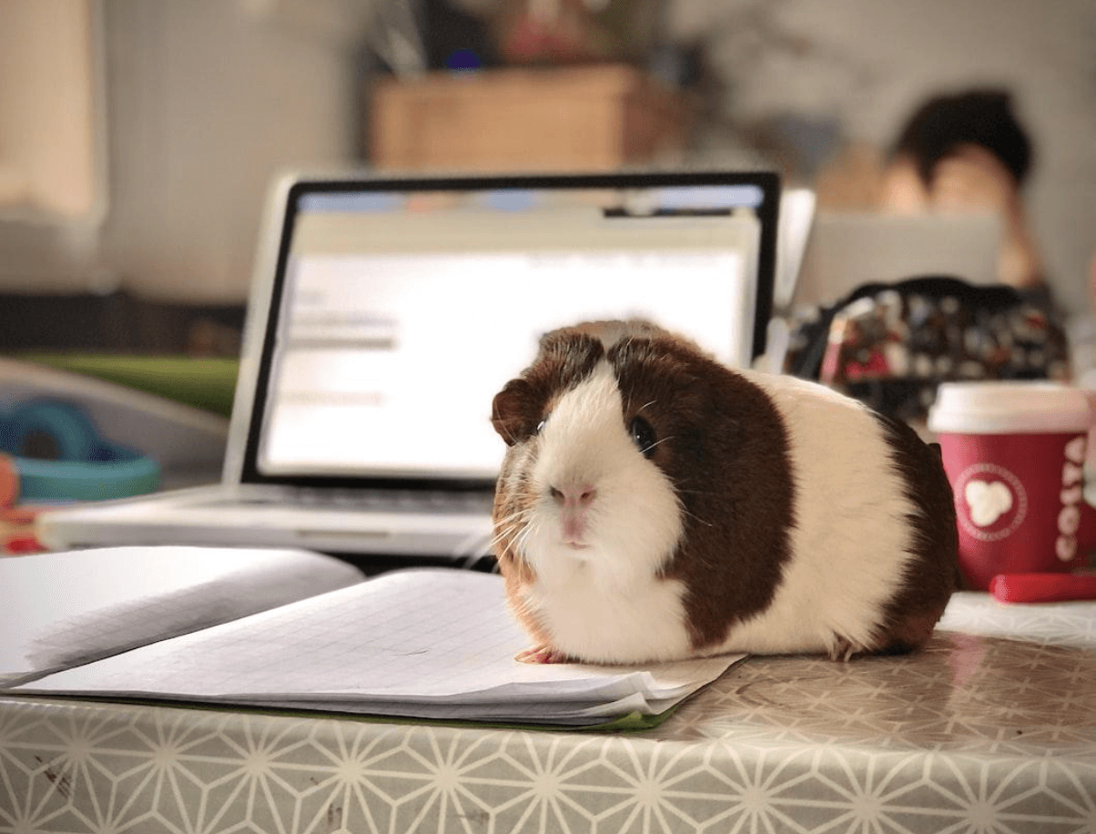 rabbit next to computer