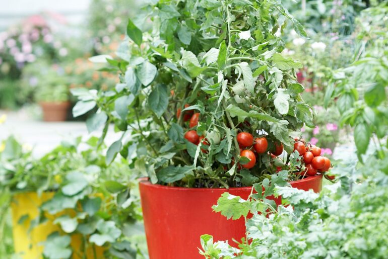 tomato plant